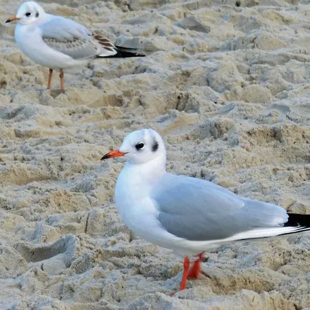 Strandstrasse 21 05 * تراسينهيد